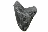 Fossil Megalodon Tooth - Polished Blade #165053-1